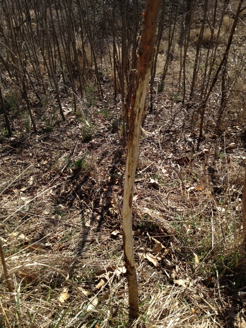 Click For Enlarged Photos and Maps