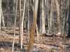 Map or photo for Cass County, Indiana hunting lease property.