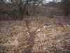 Map or photo for Linn County, Missouri hunting lease property.