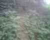 Deer trail