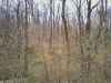 woods on the 325