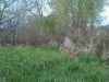 Map or photo for Greene County, Illinois hunting lease property.