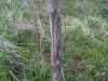 Map or photo for Greene County, Illinois hunting lease property.