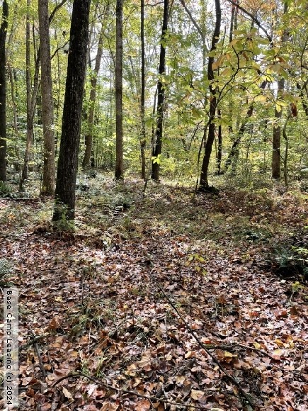 Pittsylvania County Virginia Hunting Lease - Property #10768 | Base ...