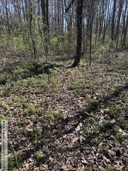 Lincoln County Kentucky Hunting Lease - Property #11761 | Base Camp Leasing