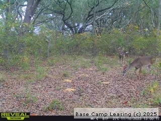 Seminole County Georgia Hunting Lease - Property #11947 | Base Camp Leasing