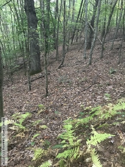 Carroll County Virginia Hunting Lease - Property #8964 | Base Camp Leasing